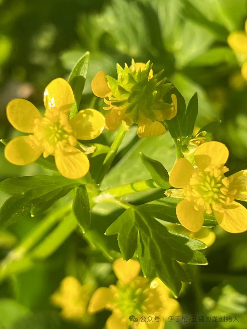 640_wx_fmt=jpeg&tp=webp&wxfrom=5&wx_lazy=1&wx_co=1 (1)