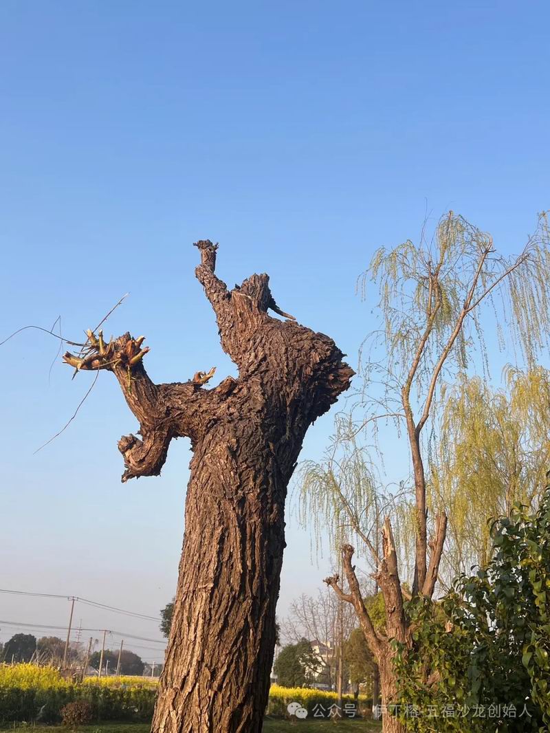 640_wx_fmt=jpeg&tp=webp&wxfrom=5&wx_lazy=1&wx_co=1 (3)